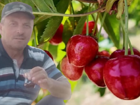 Dalindan kopardiklari kiraz sonlari oldu pes pese can verdiler Cr4meP66